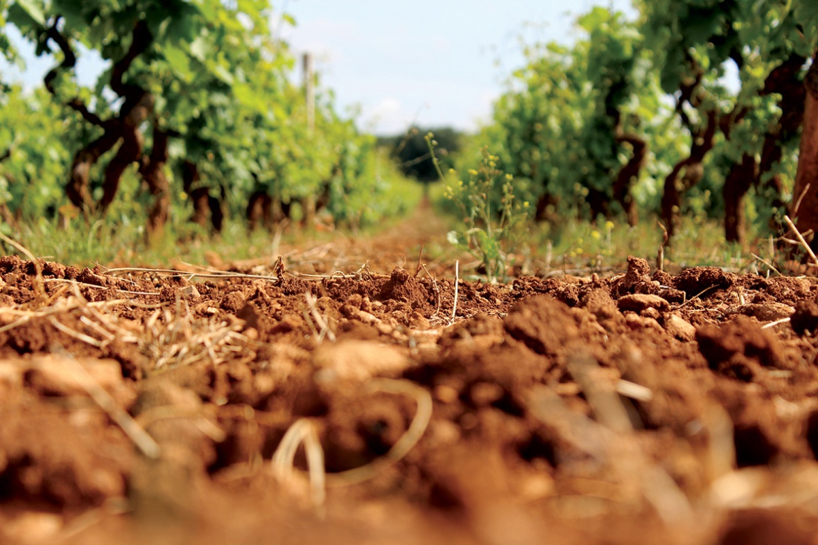 vineyard, soil, vines, Italian vineyard